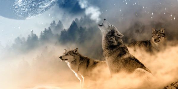 painting of howling wolves