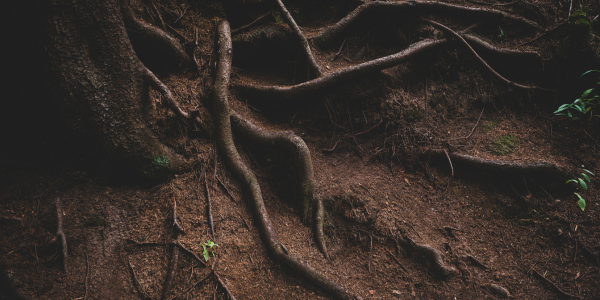 Woven tree roots