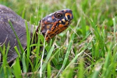 Slowing Down for Turtles - Earthaven Ecovillage