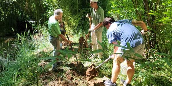 Transplanting bamboo