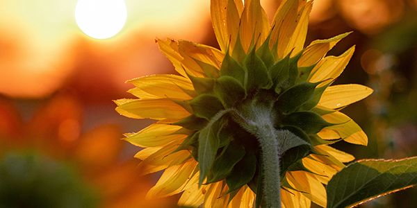 sunflower facing the sunset